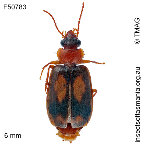 Agonocheila antipodum