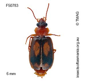 Agonocheila antipodum