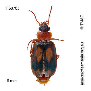 Agonocheila antipodum
