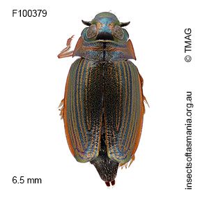 Aulonogyrus strigosus