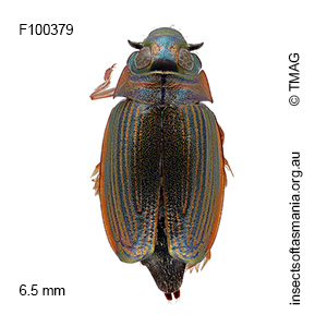 Aulonogyrus strigosus