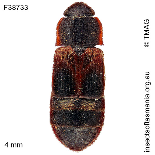 Brachypeplus binotatus