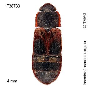 Brachypeplus binotatus