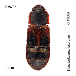 Brachypeplus binotatus