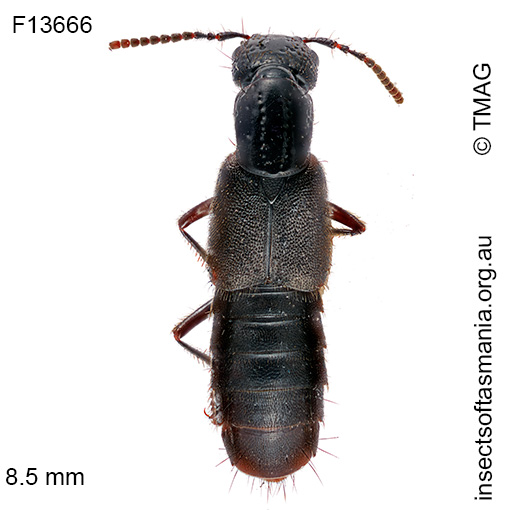 Cafius pacificus