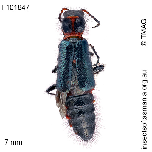 Carphurus punctatus