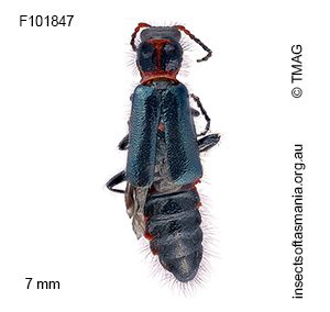Carphurus punctatus