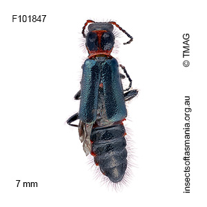 Carphurus punctatus