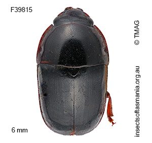 Cryptarcha politus