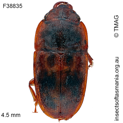 Cryptarcha-australis Cryptarcha australis