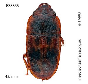 Cryptarcha australis