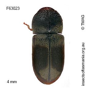 Deroptilinus granicollis