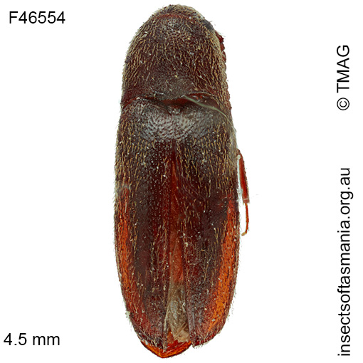 Dyscharachthis MUONA sp 01