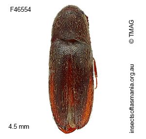 Dyscharachthis MUONA sp 01