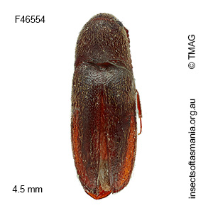 Dyscharachthis MUONA sp 01