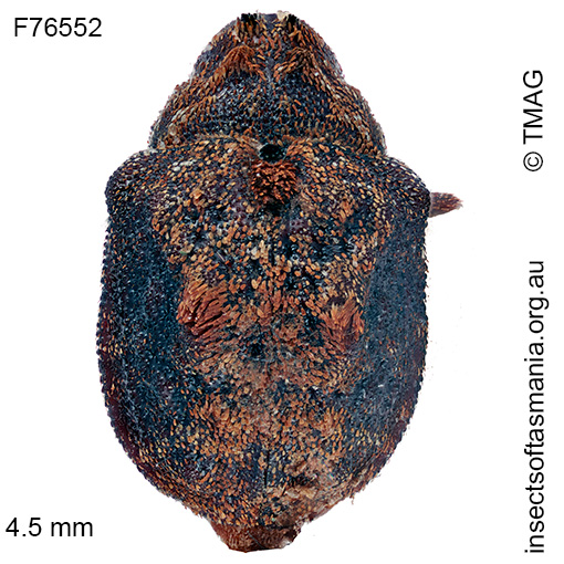 Haplonyx vicinus