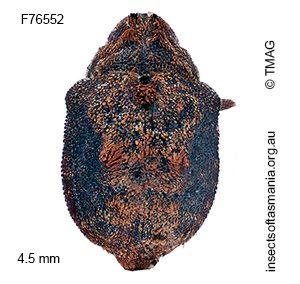 Haplonyx vicinus