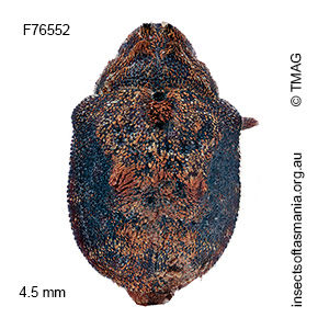 Haplonyx vicinus