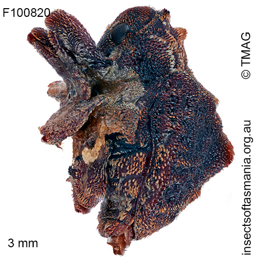 Haplonyx vicinus