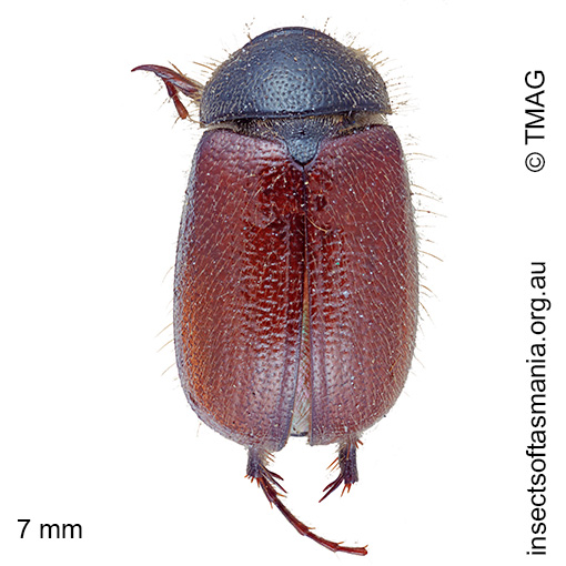 Heteronyx australis