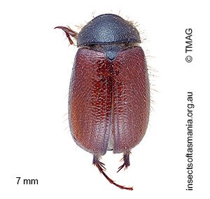 Heteronyx australis