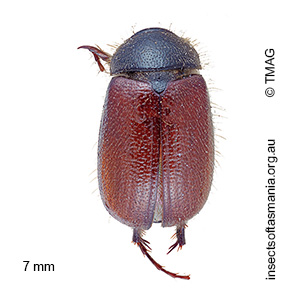 Heteronyx australis