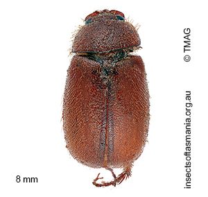 Heteronyx sequens