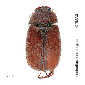 Heteronyx sequens