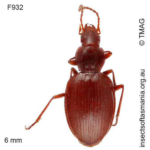 Idacarabus cordicollis