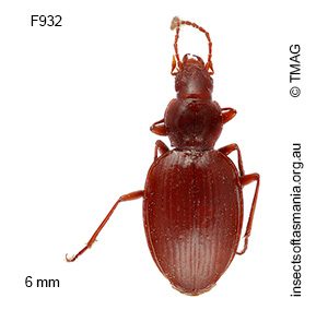 Idacarabus cordicollis