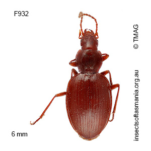 Idacarabus cordicollis