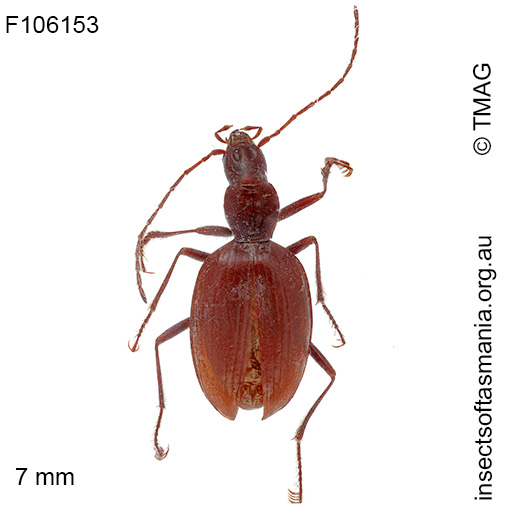 Idacarabus-troglodytes Idacarabus troglodytes