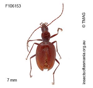 Idacarabus troglodytes