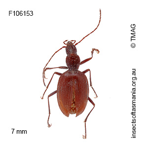 Idacarabus troglodytes