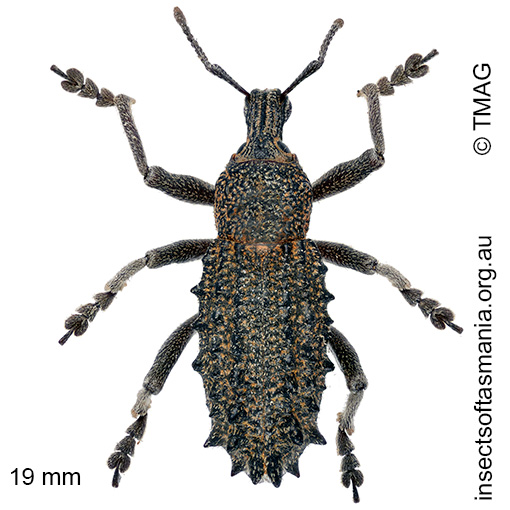 Leptopius duponti