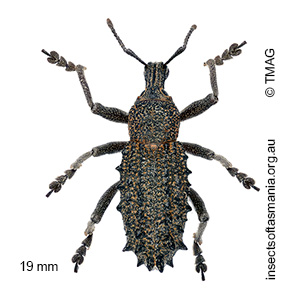 Leptopius duponti
