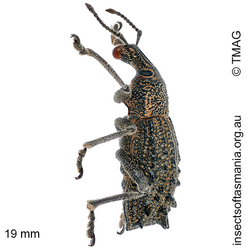 Leptopius duponti