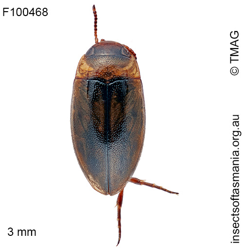Limbodessus gemellus