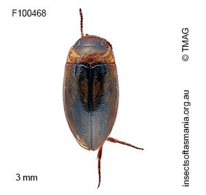Limbodessus gemellus