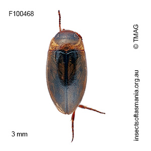 Limbodessus gemellus