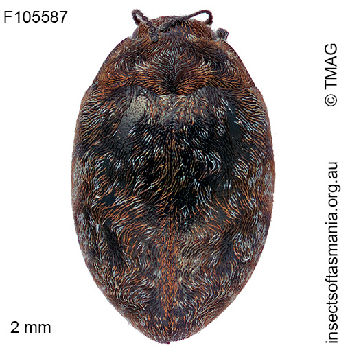 Limnichus-australis Limnichus australis