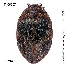 Limnichus australis