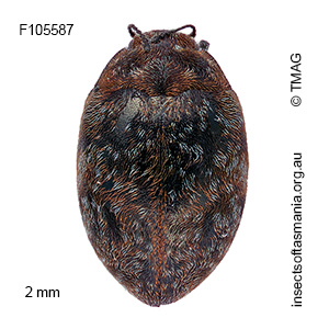 Limnichus australis