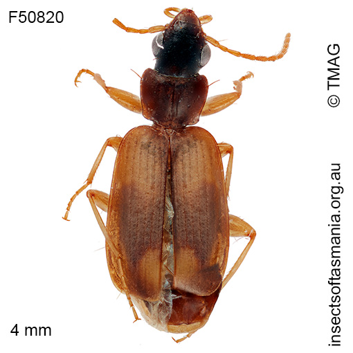 Microlestodes macleayi