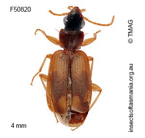 Microlestodes pseudohumeralis