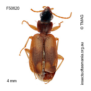 Microlestodes pseudohumeralis