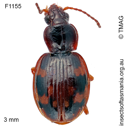 Mimotrechus carteri