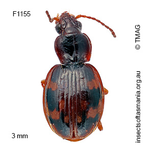 Mimotrechus carteri