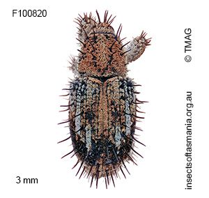 Misophrice hispida