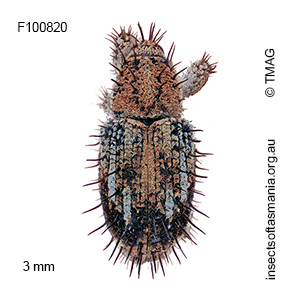 Misophrice hispida